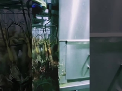 خط کشت مرغ با ظرفیت بالا ماشین کشت مرغ حلال 1000BPH