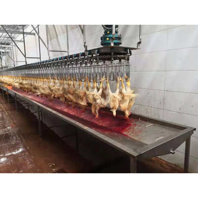 ماشین ذبح مرغ اردک بوقلمون خوزه 2000BPH برای مرغ