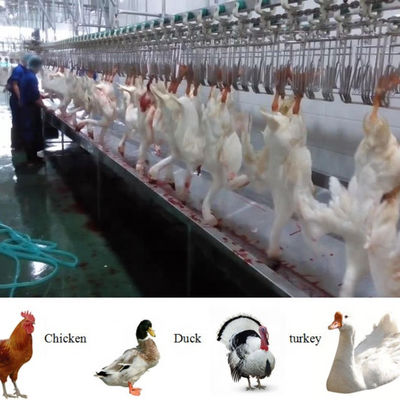خط ماشین حلال کامل و کامل برای کشت مرغ و مرغ