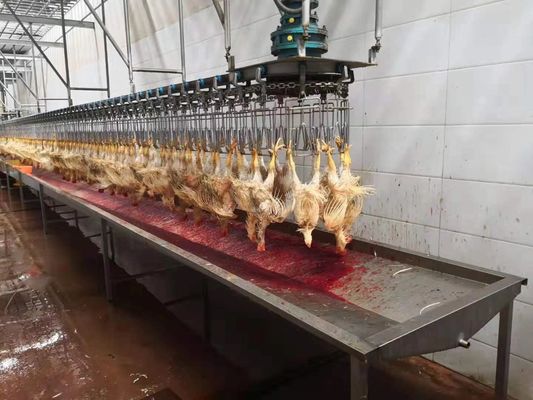 1000 مرغ در هر ساعت Bph کارخانه ذبح کامل خط فرنگی کوچک