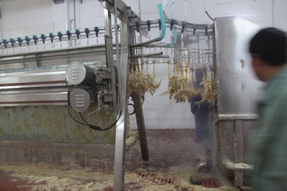 ماشین پلوکر مرغ مرغ کوچک کشتار مرغ مرغ ((پولوس) فرآوری گوشت تجهیزات فرآوری مرغ