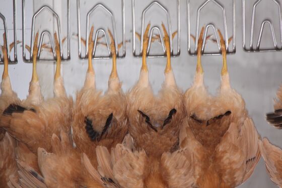 دستگاه ذبح مرغ حلال با کارایی بالا خط فرآوری مرغ با سرعت 1000 پرنده در ساعت